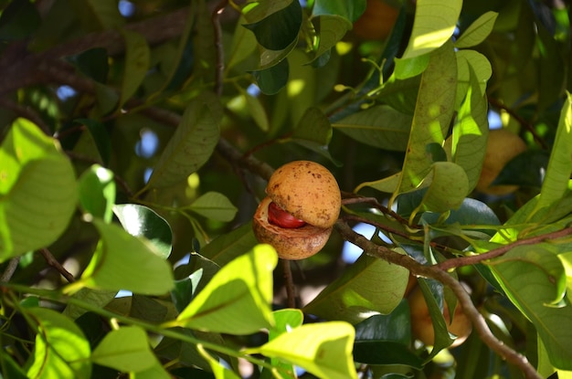 Foto vista de ângulo baixo de frutas crescendo em árvores