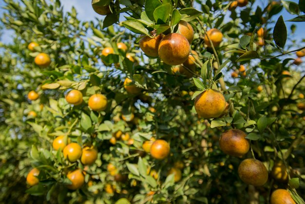 Foto vista de ângulo baixo de frutas crescendo em árvores