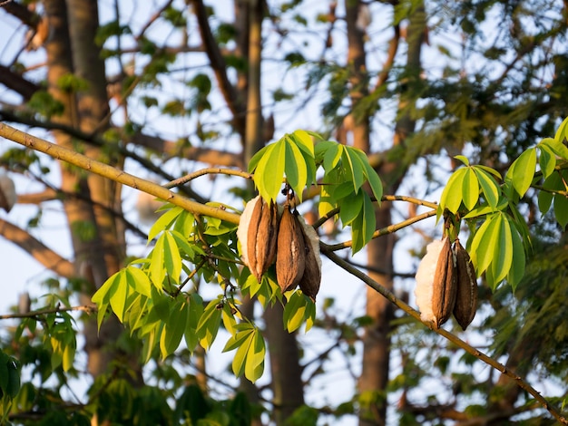Foto vista de ângulo baixo de frutas crescendo em árvores