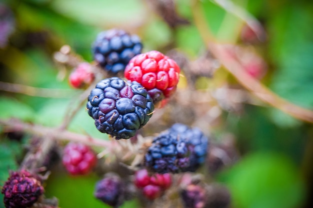 Foto vista de ângulo baixo de frutas de bagas crescendo em árvores