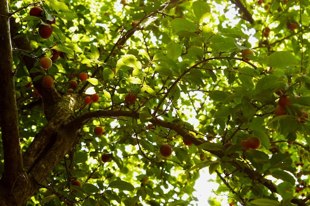 Foto vista de ângulo baixo de frutas em árvores