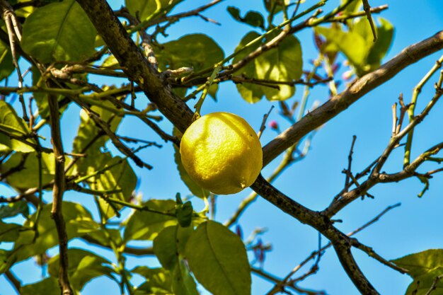 Foto vista de ângulo baixo de frutas em árvores