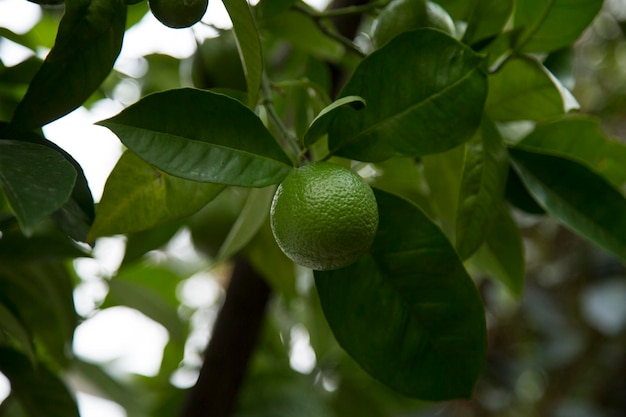 Vista de ângulo baixo de frutas em árvores