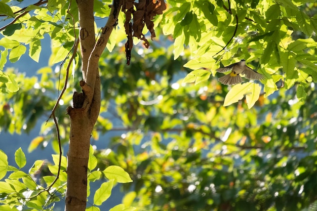 Foto vista de ângulo baixo de frutas em árvores