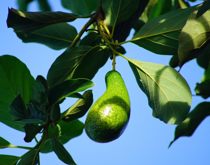 Foto vista de ângulo baixo de frutas na árvore contra o céu