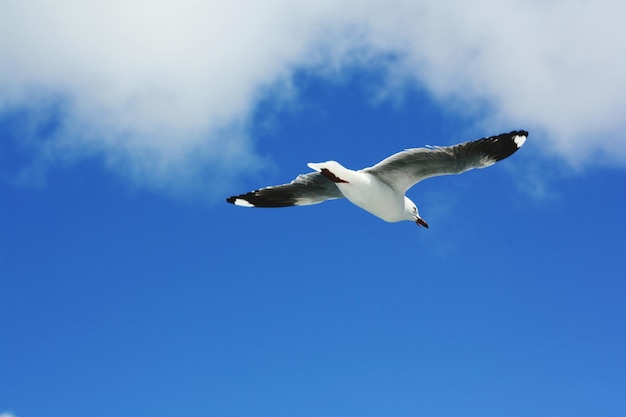 Foto vista de ângulo baixo de gaivota contra o céu azul