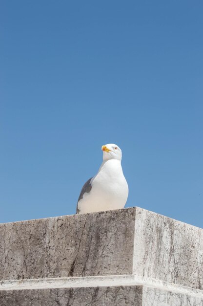 Foto vista de ângulo baixo de gaivota empoleirada contra o céu azul claro
