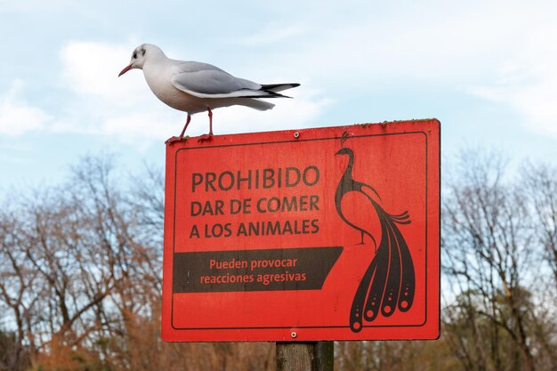 Foto vista de ângulo baixo de gaivota empoleirada em um sinal