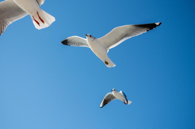 Foto vista de ângulo baixo de gaivota voando contra um céu azul claro