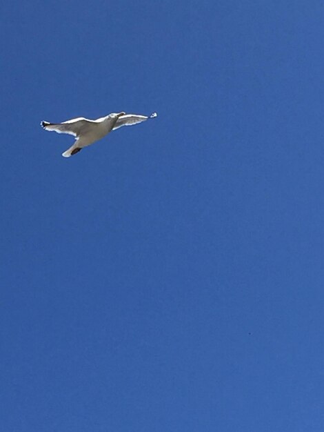 Foto vista de ângulo baixo de gaivota voando contra um céu azul claro