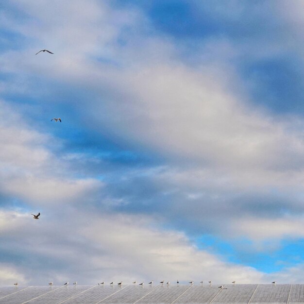 Foto vista de ângulo baixo de gaivotas voando contra o céu