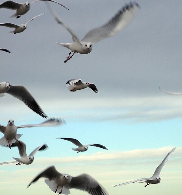 Foto vista de ângulo baixo de gaivotas voando contra o céu