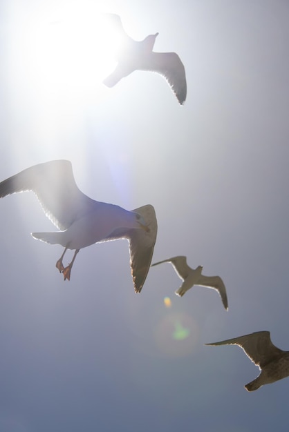 Foto vista de ângulo baixo de gaivotas voando contra o céu