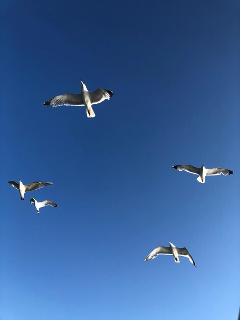 Foto vista de ângulo baixo de gaivotas voando no céu