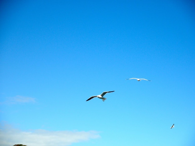 Foto vista de ângulo baixo de gaivotas voando no céu