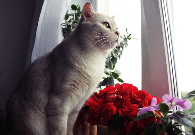 Vista de ângulo baixo de gato sentado por flores artificiais no peitoral da janela