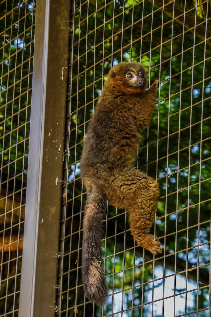 Foto vista de ângulo baixo de girafa em gaiola