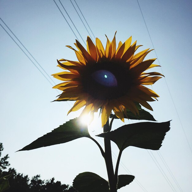 Foto vista de ângulo baixo de girassol florescendo contra o céu