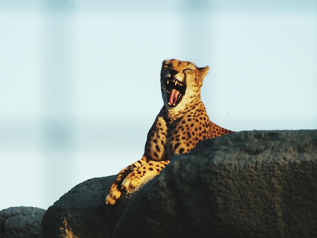 Foto vista de ângulo baixo de leopardo bocejando em rocha contra o céu