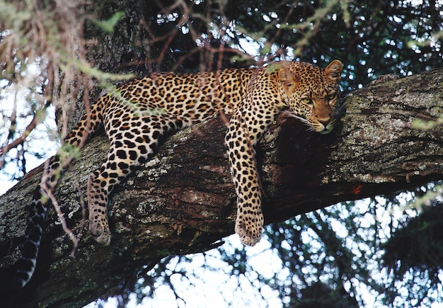 Vista de ângulo baixo de leopardo relaxando em uma árvore