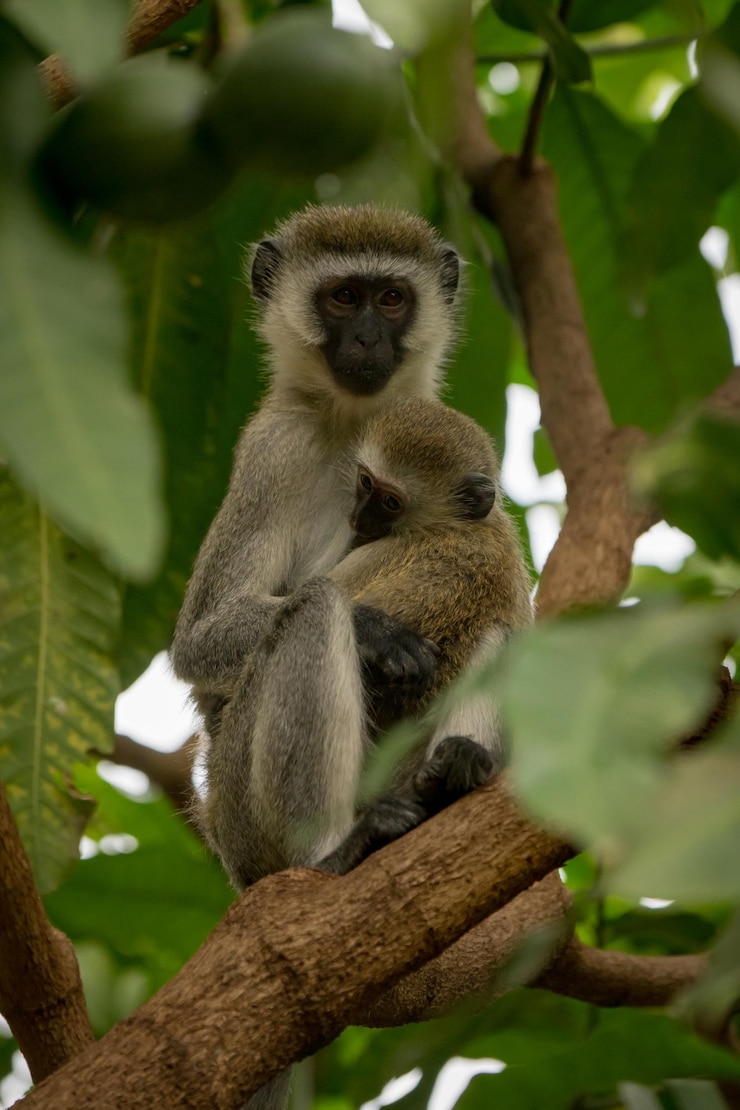 Foto vista de ângulo baixo de macaco com bebê em um galho