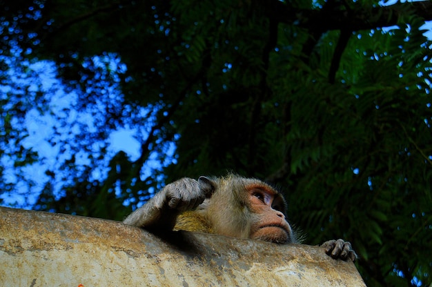 Foto vista de ângulo baixo de macaco contra árvore