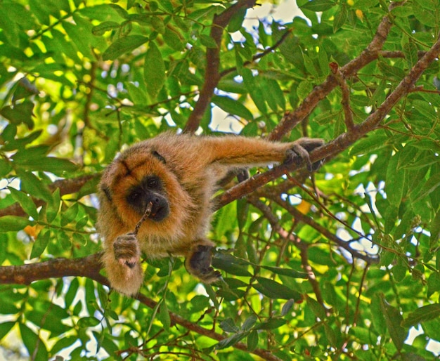 Foto vista de ângulo baixo de macaco em árvore