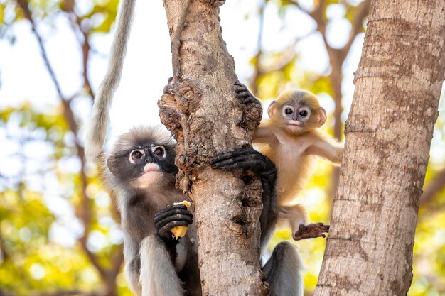 Foto vista de ângulo baixo de macaco em árvore