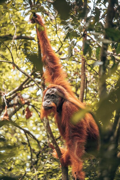 Vista de ângulo baixo de macaco em árvore