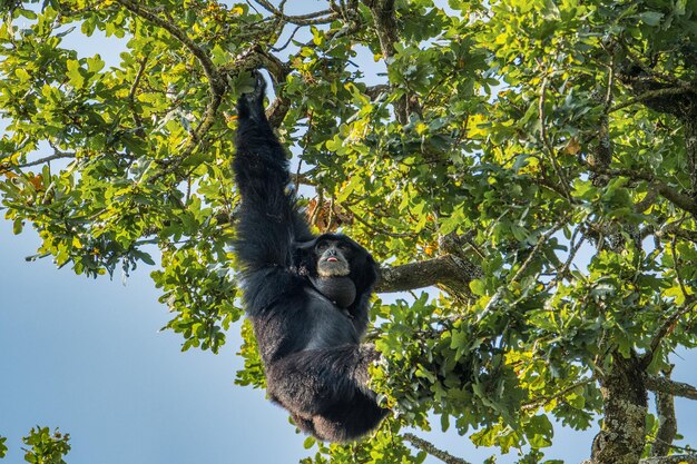 Foto vista de ângulo baixo de macaco em árvore