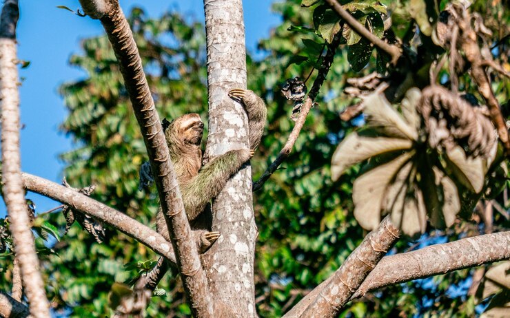 Foto vista de ângulo baixo de macaco em árvore