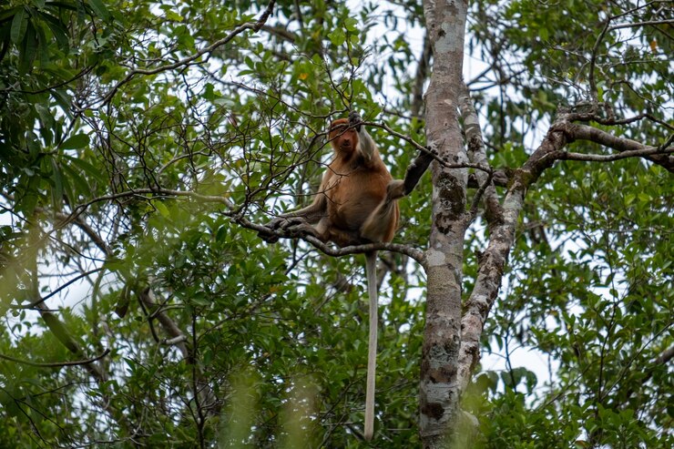 Foto vista de ângulo baixo de macaco sentado em uma árvore