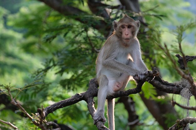 Foto vista de ângulo baixo de macaco sentado em uma árvore