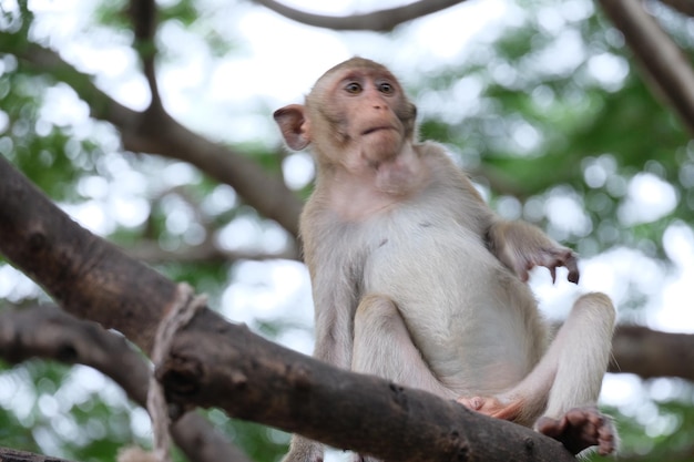 Vista de ângulo baixo de macaco sentado em uma árvore