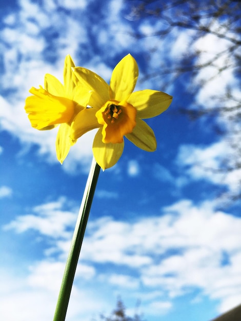 Foto vista de ângulo baixo de narcisos contra o céu nublado