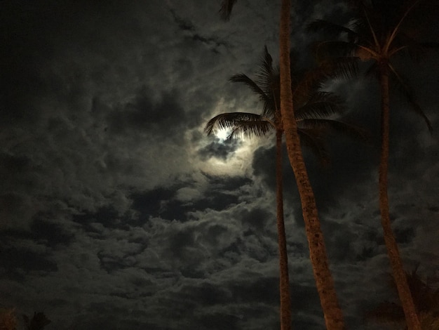 Foto vista de ângulo baixo de palmeiras contra o céu nublado à noite