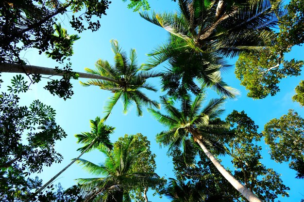 Foto vista de ângulo baixo de palmeiras de coco contra o céu