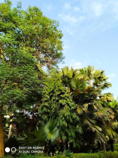 Foto vista de ângulo baixo de palmeiras de coco contra o céu