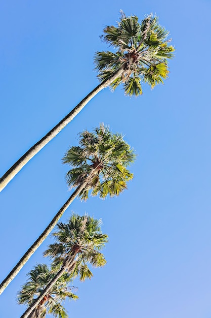 Vista de ângulo baixo de palmeiras de coco contra o fundo do céu azul claro com salpicos de água do oceano