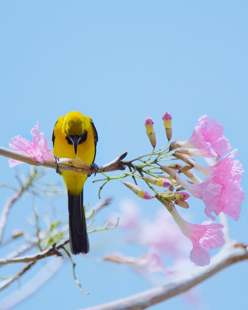 Foto vista de ângulo baixo de pássaro em flor rosa