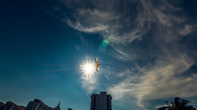 Foto vista de ângulo baixo de pássaro voando contra o céu azul