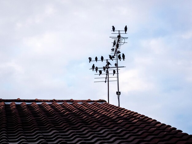 Foto vista de ângulo baixo de pássaros empoleirados em antenas contra o céu