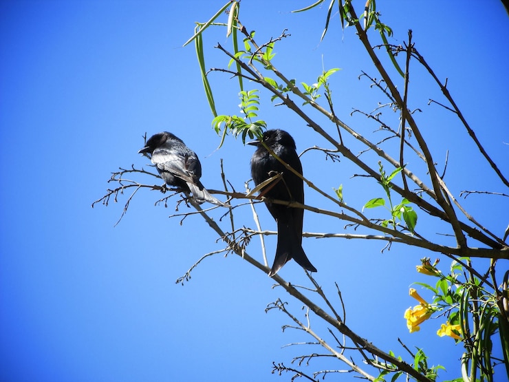 Foto vista de ângulo baixo de pássaros empoleirados em árvores contra o céu azul