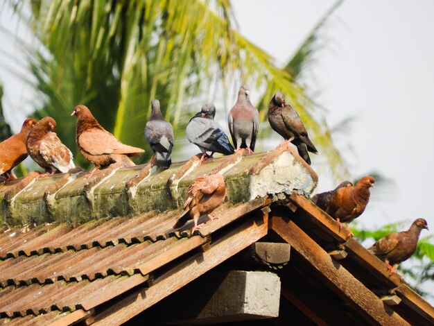 Foto vista de ângulo baixo de pássaros empoleirados no telhado