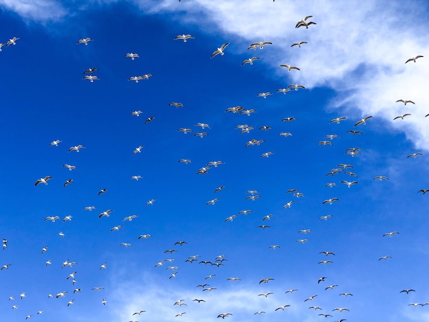 Foto vista de ângulo baixo de pássaros voando no céu