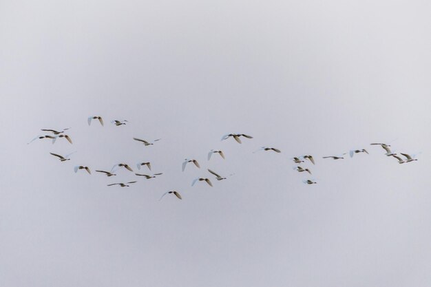 Foto vista de ângulo baixo de pássaros voando no céu