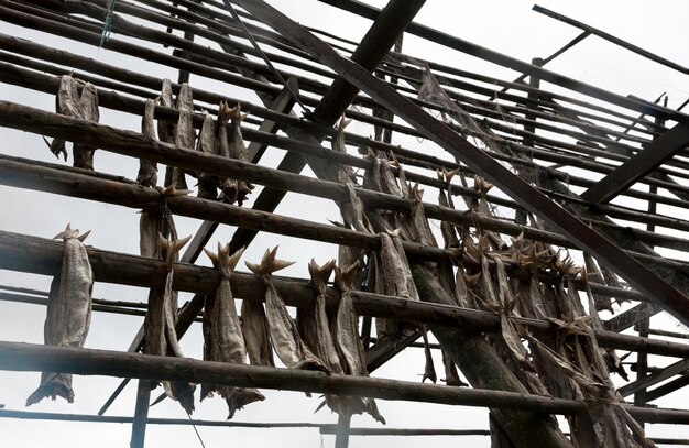 Foto vista de ângulo baixo de peixes secando em bambu contra o céu