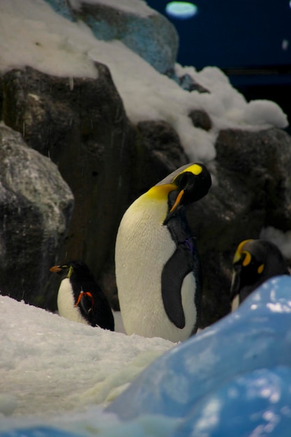 Foto vista de ângulo baixo de pinguins durante o inverno