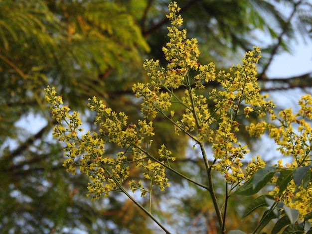 Foto vista de ângulo baixo de planta com flores contra árvores