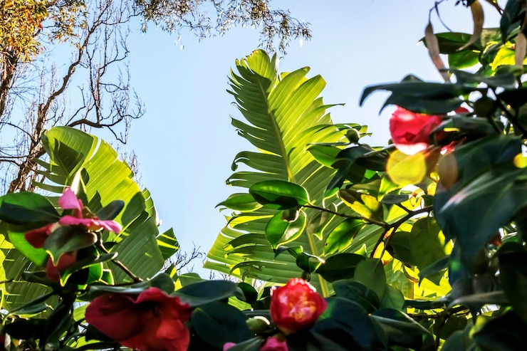 Foto vista de ângulo baixo de planta com flores contra árvores